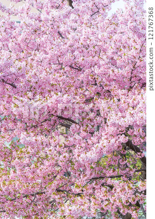 「埼玉縣」久喜市青堀川河津櫻花和油菜花盛開 121767368