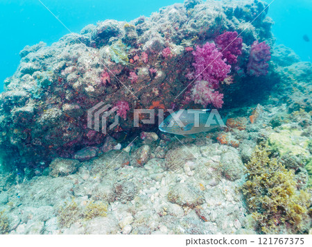 A school of yellow porgy and other fish on a reef where sea bass and other fish grow. Nakagi Hirizo Beach, Minamiizu-cho, Kamo-gun, Izu Peninsula, Shizuoka Prefecture, 2024 121767375