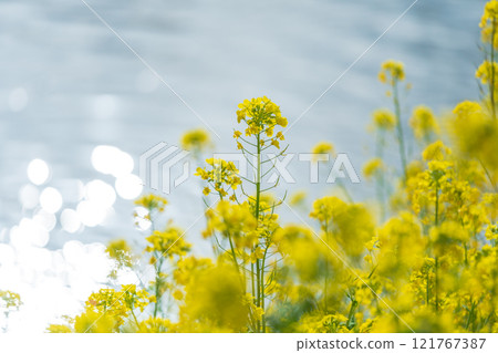 "Saitama Prefecture" Rape blossoms blooming in Aogehori River, Kuki City "Saitama Prefecture" Rape blossoms blooming in Aogehori River, Kuki City 121767387