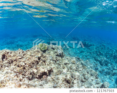 A beautiful school of silver-stripe round herring (Clupeidae) and other fish. Nakagi Hirizo Beach, Minamiizu-cho, Kamo-gun, Izu Peninsula, Shizuoka Prefecture, 2024 A beautiful school of silver-stripe round herring (Clupeidae) and other fish. Nakagi Hirizo Beach, Minamiizu-cho, Kamo-gun, Izu Peninsula, Shizuoka Prefecture, 2024 121767503