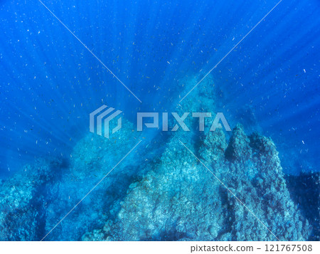 A beautiful school of silver-stripe round herring (Clupeidae) and other fish. Nakagi Hirizo Beach, Minamiizu-cho, Kamo-gun, Izu Peninsula, Shizuoka Prefecture, 2024 121767508