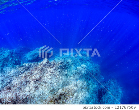 A beautiful school of silver-stripe round herring (Clupeidae) and other fish. Nakagi Hirizo Beach, Minamiizu-cho, Kamo-gun, Izu Peninsula, Shizuoka Prefecture, 2024 121767509