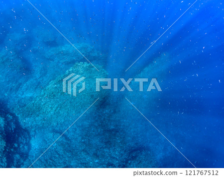 一大群美麗的黃尾魚（鯡魚科）和其他魚。靜岡縣伊豆半島加茂郡南伊豆町中木広濱2024 121767512