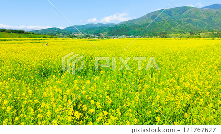 Iiyama City Tokiwa Rapeseed Flower Field 121767627