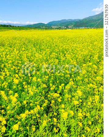 Iiyama City Tokiwa Rapeseed Flower Field 121767630