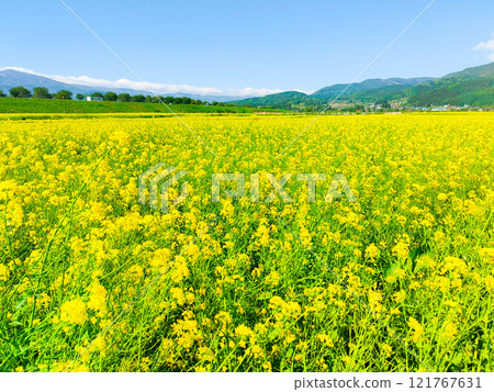 Iiyama City Tokiwa Rapeseed Flower Field Iiyama City Tokiwa Rapeseed Flower Field 121767631