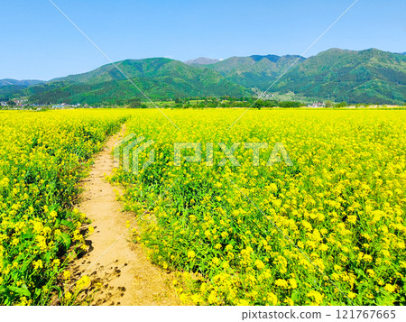Iiyama City Tokiwa Rapeseed Flower Field Iiyama City Tokiwa Rapeseed Flower Field 121767665