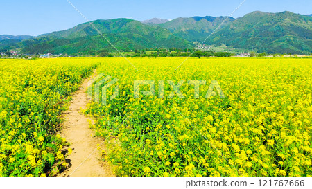 Iiyama City Tokiwa Rapeseed Flower Field Iiyama City Tokiwa Rapeseed Flower Field 121767666