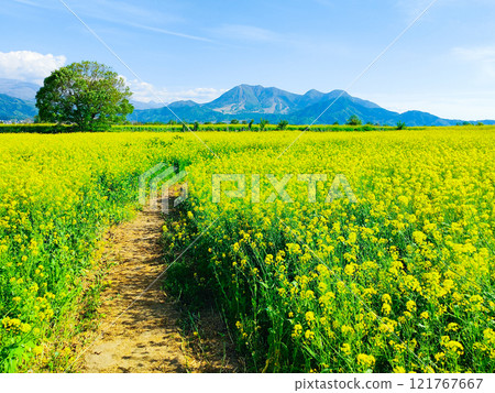Iiyama City Tokiwa Rapeseed Flower Field Iiyama City Tokiwa Rapeseed Flower Field 121767667