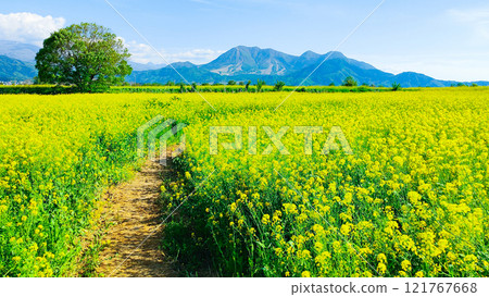 Iiyama City Tokiwa Rapeseed Flower Field Iiyama City Tokiwa Rapeseed Flower Field 121767668