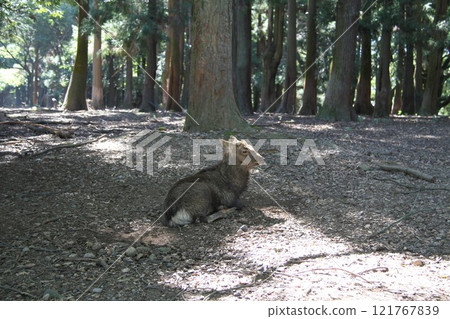 The tranquil forest scenery of Kasuga Taisha Shrine in Nara 121767839