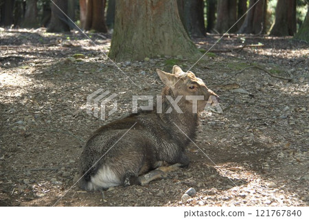 The tranquil forest scenery of Kasuga Taisha Shrine in Nara 121767840