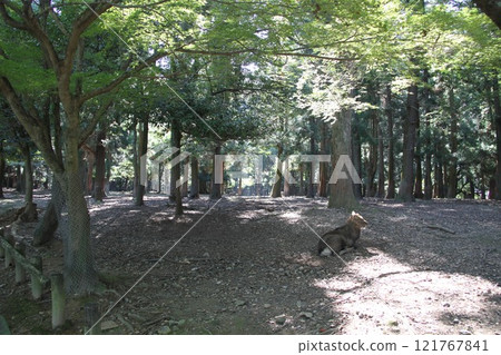 奈良春日大社寧靜的森林風光 121767841