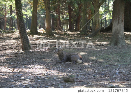 奈良春日大社寧靜的森林風光 奈良春日大社寧靜的森林風光 121767845