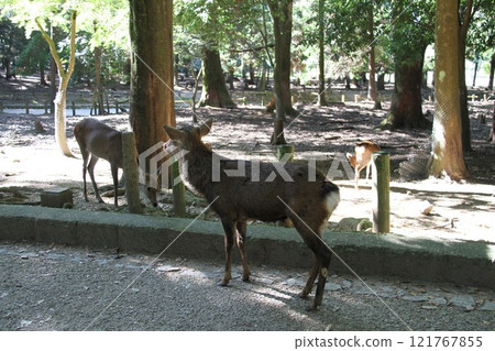 The tranquil forest scenery of Kasuga Taisha Shrine in Nara The tranquil forest scenery of Kasuga Taisha Shrine in Nara 121767855