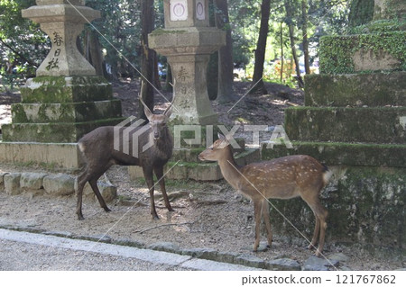 The tranquil forest scenery of Kasuga Taisha Shrine in Nara 121767862