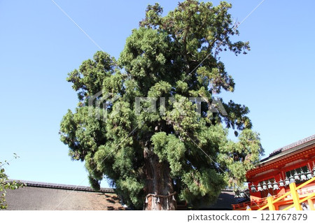 The tranquil forest scenery of Kasuga Taisha Shrine in Nara The tranquil forest scenery of Kasuga Taisha Shrine in Nara 121767879