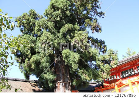 奈良春日大社寧靜的森林風光 奈良春日大社寧靜的森林風光 121767880