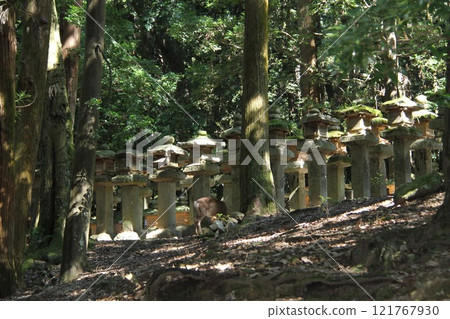 奈良春日大社寧靜的森林風光 121767930