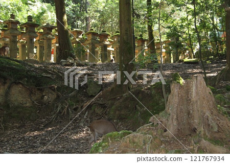 奈良春日大社寧靜的森林風光 121767934