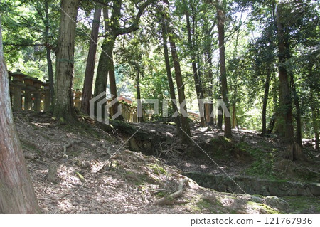 奈良春日大社寧靜的森林風光 奈良春日大社寧靜的森林風光 121767936