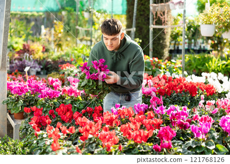 Young guy choosing cyclamen in flower shop 121768126