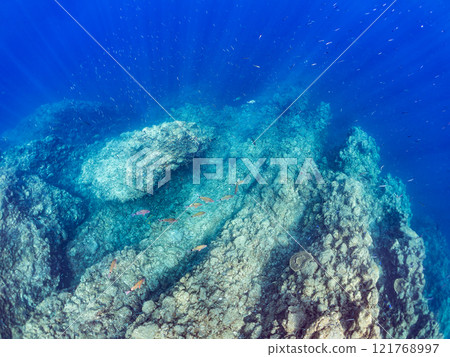 A skin diver swimming on the surface with a beautiful school of backlit goatfish and other fish. Nakagi Hirizo Beach, Minamiizu-cho, Kamo-gun, 2024 A skin diver swimming on the surface with a beautiful school of backlit goatfish and other fish. Nakagi Hirizo Beach, Minamiizu-cho, Kamo-gun, 2024 121768997