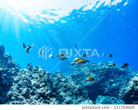 A skin diver swimming on the surface with a beautiful school of backlit goatfish and other fish. Nakagi Hirizo Beach, Minamiizu-cho, Kamo-gun, 2024 121769000