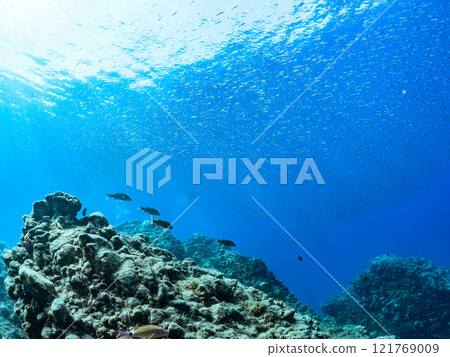 一名輕裝潛水員與一群美麗的背光日本紅尾魚在水面上游泳。加茂區南伊豆町中木広濱2024 一名輕裝潛水員與一群美麗的背光日本紅尾魚在水面上游泳。加茂區南伊豆町中木広濱2024 121769009