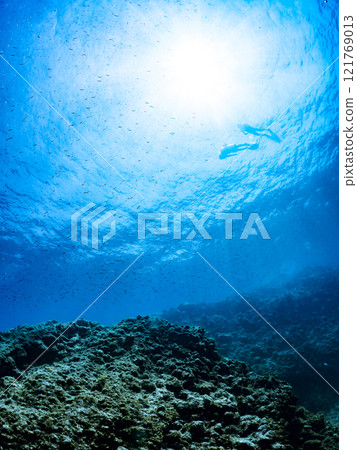 A skin diver swimming on the surface with a beautiful school of backlit goatfish and other fish. Nakagi Hirizo Beach, Minamiizu-cho, Kamo-gun, 2024 121769013