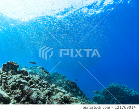 A skin diver swimming on the surface with a beautiful school of backlit goatfish and other fish. Nakagi Hirizo Beach, Minamiizu-cho, Kamo-gun, 2024 121769014