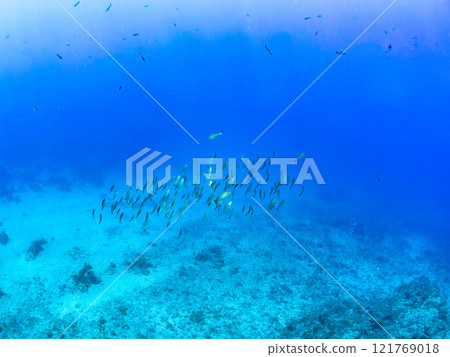 A skin diver swimming on the surface with a beautiful school of backlit goatfish and other fish. Nakagi Hirizo Beach, Minamiizu-cho, Kamo-gun, 2024 A skin diver swimming on the surface with a beautiful school of backlit goatfish and other fish. Nakagi Hirizo Beach, Minamiizu-cho, Kamo-gun, 2024 121769018