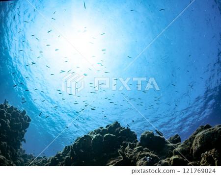 A skin diver swimming on the surface with a beautiful school of backlit goatfish and other fish. Nakagi Hirizo Beach, Minamiizu-cho, Kamo-gun, 2024 121769024