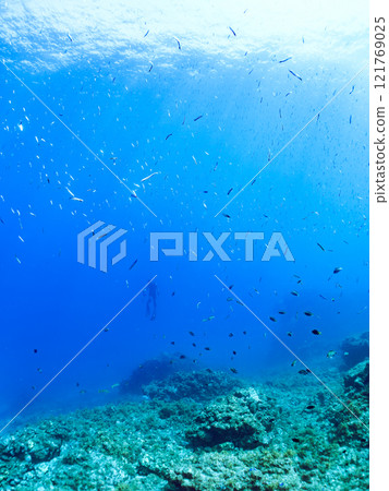 A skin diver swimming on the surface with a beautiful school of backlit goatfish and other fish. Nakagi Hirizo Beach, Minamiizu-cho, Kamo-gun, 2024 A skin diver swimming on the surface with a beautiful school of backlit goatfish and other fish. Nakagi Hirizo Beach, Minamiizu-cho, Kamo-gun, 2024 121769025