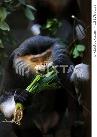 Red-shanked douc langur eating vegetables Red-shanked douc langur eating vegetables 121769118