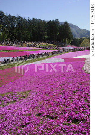 Moss phlox at Hitsujiyama Park 121769318