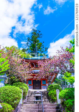 鞍馬寺的多寶塔與重瓣櫻花 121769419