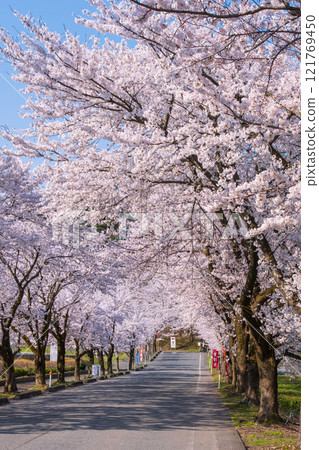 Cherry blossoms at Muramatsu park Cherry blossoms at Muramatsu park 121769450