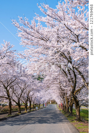 Cherry blossoms at Muramatsu park Cherry blossoms at Muramatsu park 121769468