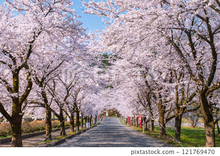 Muramatsu公園的櫻花 121769470