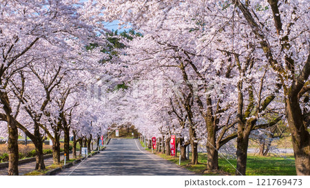 Cherry blossoms at Muramatsu park 121769473