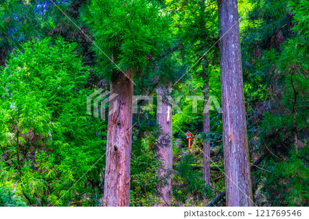 The cedar forest and offering lanterns at Kurama Temple The cedar forest and offering lanterns at Kurama Temple 121769546