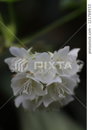 Dombea chiliacea 花 Dombea chiliacea 花 121769553