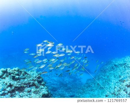 一群強大的鰤魚（竹莢魚科）攻擊一大群黃尾魚。靜岡縣伊豆半島加茂郡南伊豆町中木埼浜 121769557