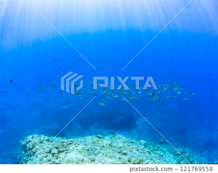 A school of powerful amberjacks (Jackidae) attacking a school of silver-stripe round herring. Nakagi Hirizo Beach, Minamiizu-cho, Kamo-gun, Izu Peninsula, Shizuoka Prefecture 121769558