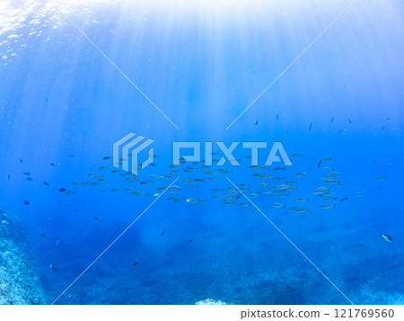 一群強大的鰤魚(竹莢魚科)攻擊一大群黃尾魚。靜岡縣伊豆半島加茂郡南伊豆町中木埼浜 一群強大的鰤魚(竹莢魚科)攻擊一大群黃尾魚。靜岡縣伊豆半島加茂郡南伊豆町中木埼浜 121769560