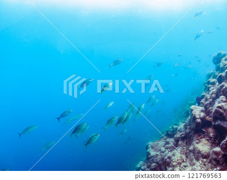 A school of powerful amberjacks (Jackidae) attacking a school of silver-stripe round herring. Nakagi Hirizo Beach, Minamiizu-cho, Kamo-gun, Izu Peninsula, Shizuoka Prefecture A school of powerful amberjacks (Jackidae) attacking a school of silver-stripe round herring. Nakagi Hirizo Beach, Minamiizu-cho, Kamo-gun, Izu Peninsula, Shizuoka Prefecture 121769563