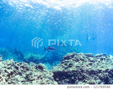 A school of beautiful and powerful jack mackerel (Carangidae) attacking a school of silver-stripe round herring. Nakagi Hirizo Beach, Minamiizu-cho, Kamo-gun, Izu Peninsula 121769580