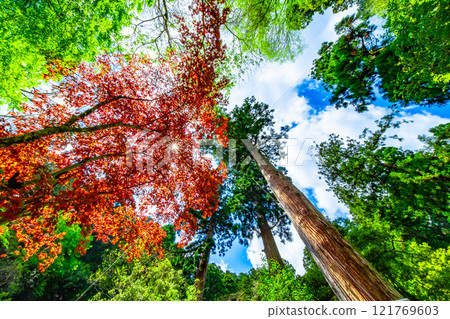 Spring foliage of the Nomura maple and streaks of light at Kurama Temple 121769603