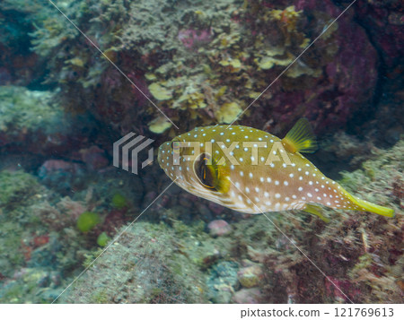 Beautiful large and beautiful southern pufferfish (Tetraodontiformes) and others, Nakagi Hirizo Beach, Minamiizu-cho, Kamo-gun, Izu Peninsula, Shizuoka Prefecture, 2024 121769613